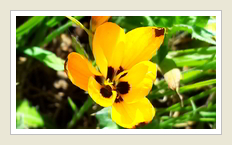 Namaqualand tour - Iris Hesperantha vaginata - Harlekynaandblom, by Peter Maas